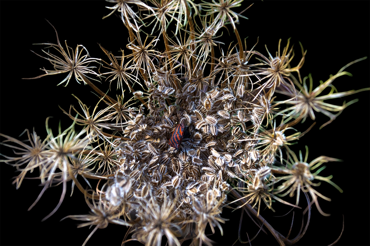 fleurs et insecte
